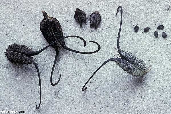 Điểm[-]danh[-]những[-]"kỳ[-]hoa,[-]quái[-]thảo"[-]trên[-]thế[-]giới[-]5